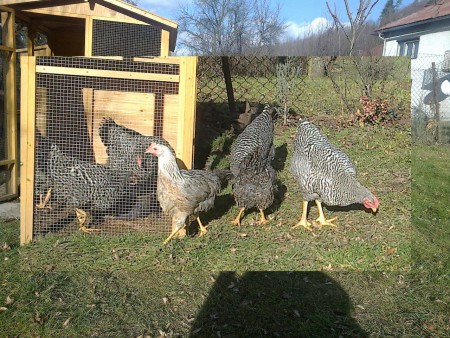 Amrokska kmeň oplpdnenosť vajec 90-92 %.